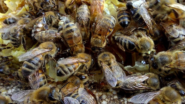 Pszczoły w plastrze miodu, zdjęcia makro, selektywne skupienie