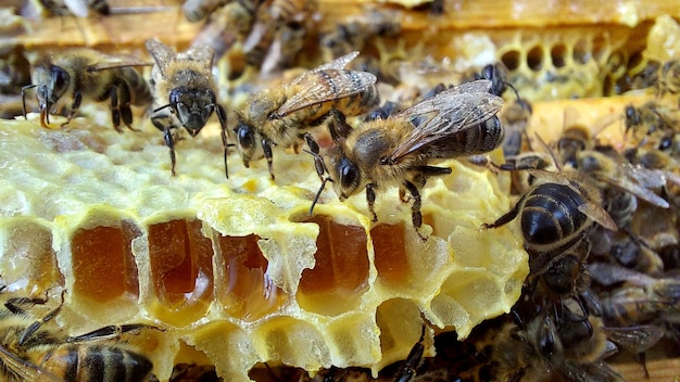 Pszczoły w plastrze miodu, zdjęcia makro, selektywne skupienie
