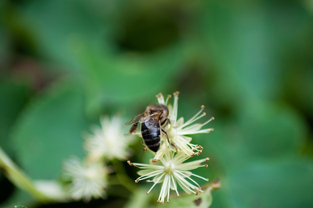 pszczoły zapylają kwiaty lipy