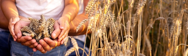 Zdjęcie pszenica w rękach rolnika i dziecka natura