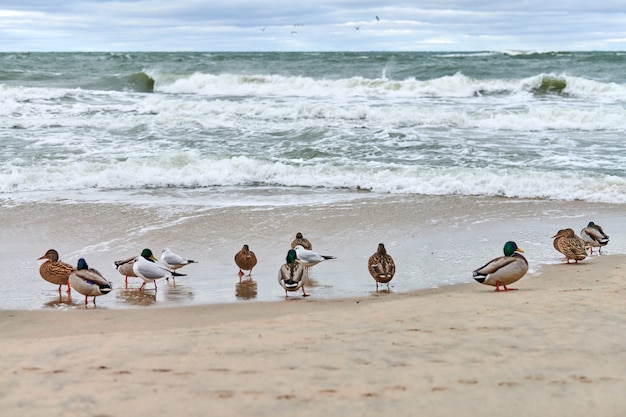 Ptactwo wodne krzyżówki na wybrzeżu w pobliżu Morza Bałtyckiego
