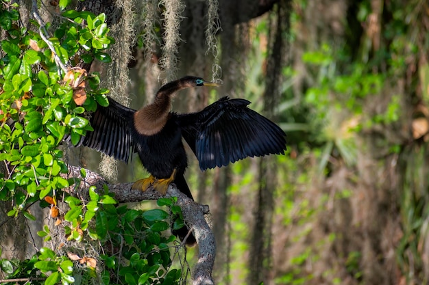 Zdjęcie ptak anhinga latający nad drzewem