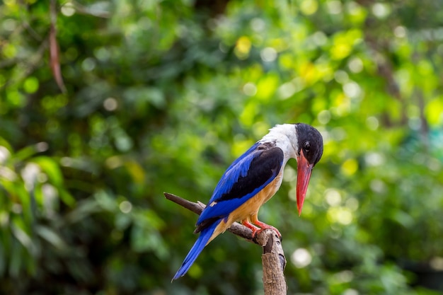 Ptak (black-capped Kingfisher, Halcyon Pileata) Fioletowo-niebieskie Skrzydła I Plecy