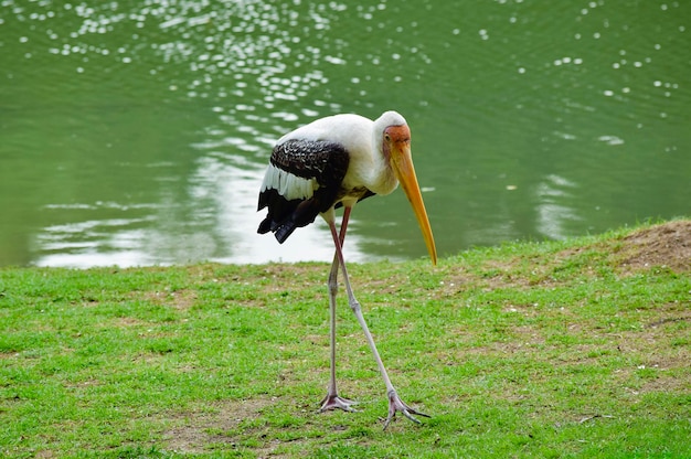 Ptak bocian zwierzę biały natura dziób dziób woda pióro ciconia dziki bocian biały czarny czerwony ibis rachunek fauna gniazdo zoo na zewnątrz zielone jezioro pióra trawa skrzydła