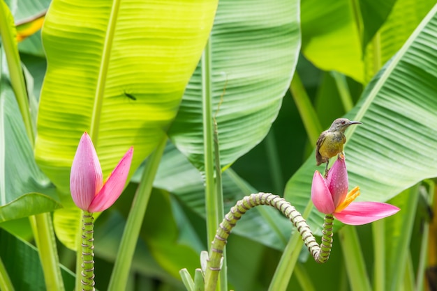 Ptak (Brown-throated sunbird, Plain-throated sunbird)