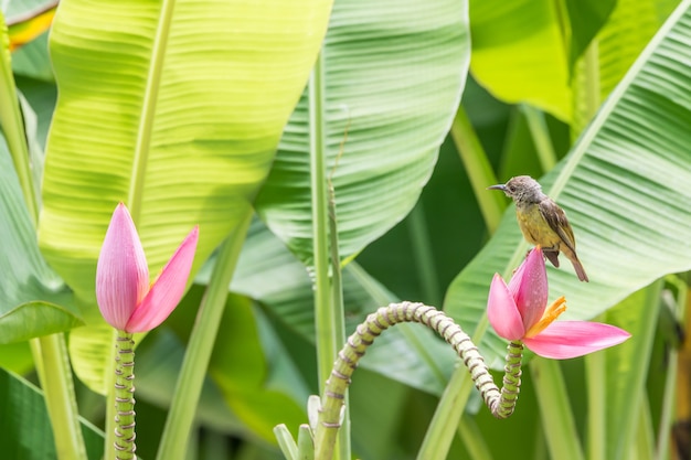 Ptak (Brown-throated sunbird, Plain-throated sunbird)