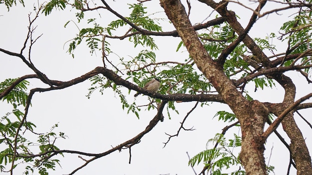 Ptak Bulbul z okopconą głową przysiada na pniu drzewa