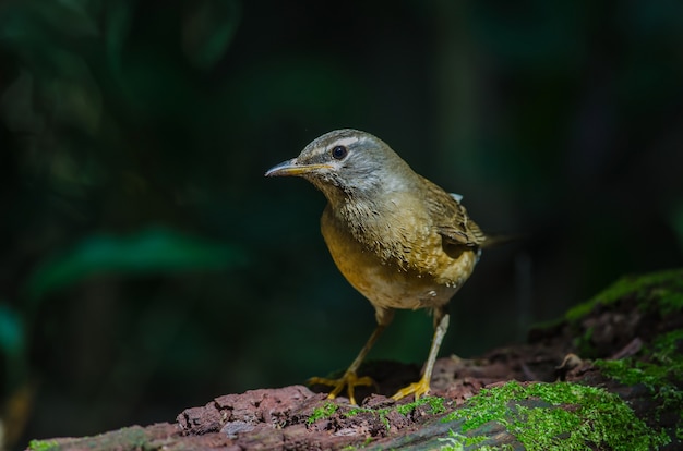 Ptak drozda z brwiami (Turdus zaciemnia)