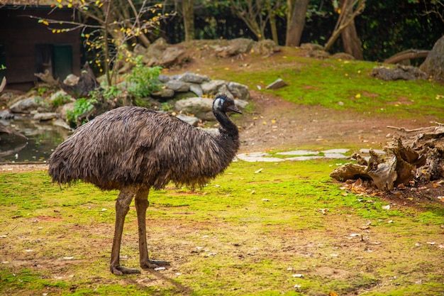 Ptak Emu w zoo