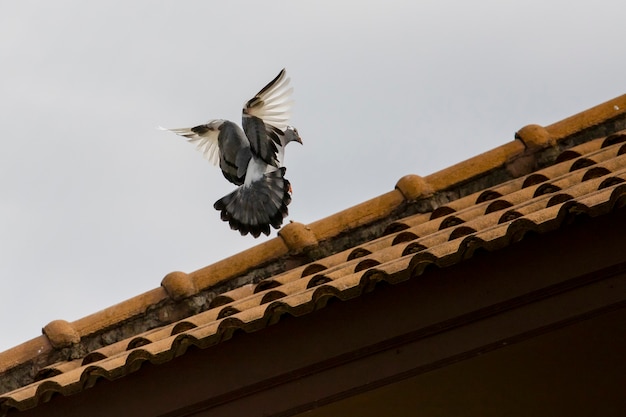 Ptak Gołąb Zbliża Się Do Perching Na Dachu Domu