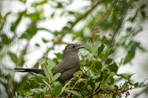 Ptak Gray Catbird siedzący na gałęzi drzewa w letnich krzewach Florydy