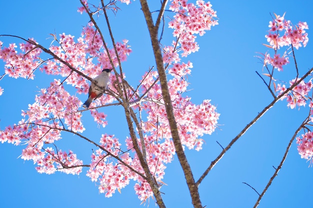 ptak i różowy sakura