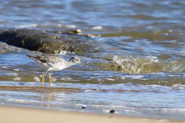 ptak jedzący na plaży