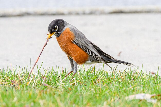Zdjęcie ptak jedzący trawę na polu