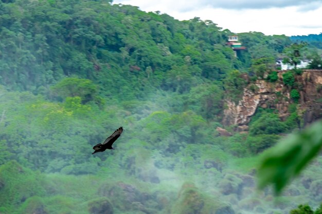 Ptak kondor latający na niebie nad dżunglą