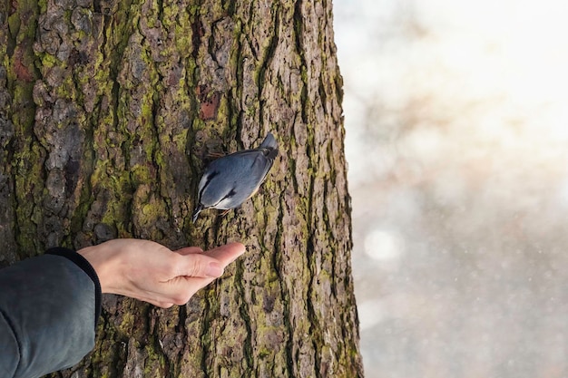 Ptak Kowalik na pniu drzewa w poszukiwaniu pożywienia Nakarm ptaki w t