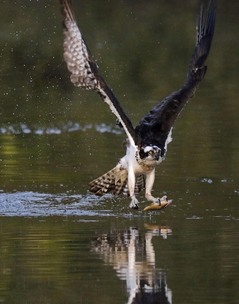 Zdjęcie ptak latający nad jeziorem