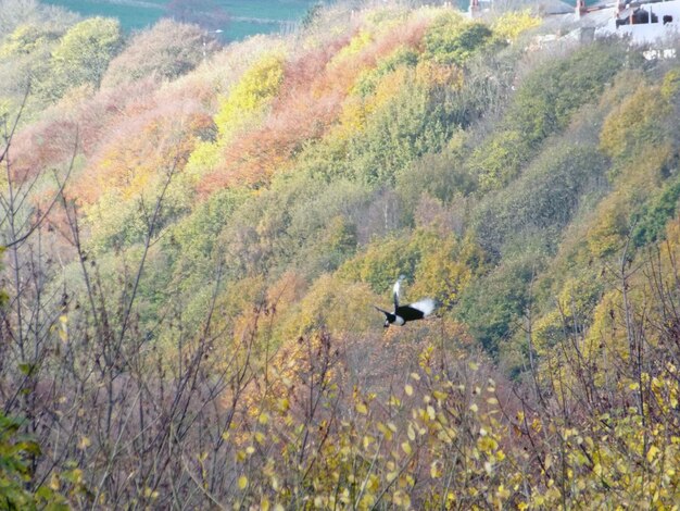 Ptak Latający Nad Lasem Jesienią