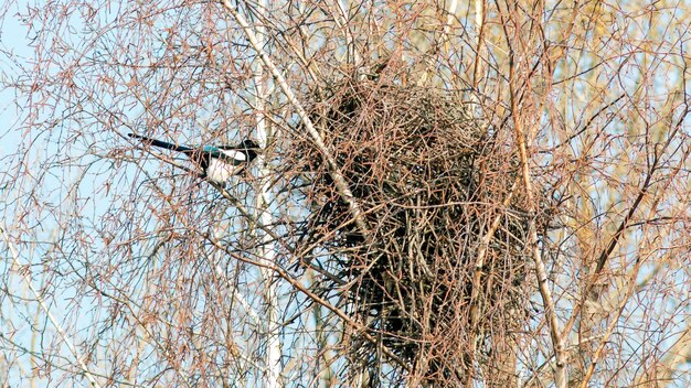 Ptak magpie buduje gniazdo na drzewie wiosną