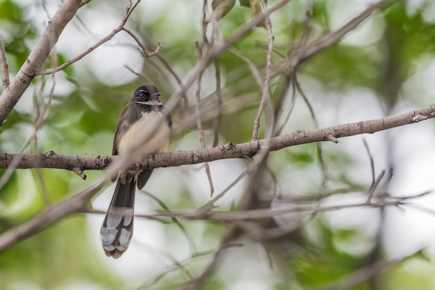 Ptak (malezyjski Pied Fantail, Rhipidura javanica) czarno-biały kolor