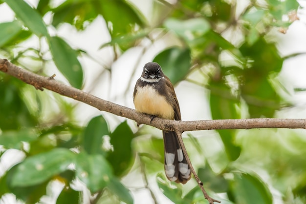 Ptak (malezyjski Pied Fantail, Rhipidura Javanica) Czarno-biały Kolor