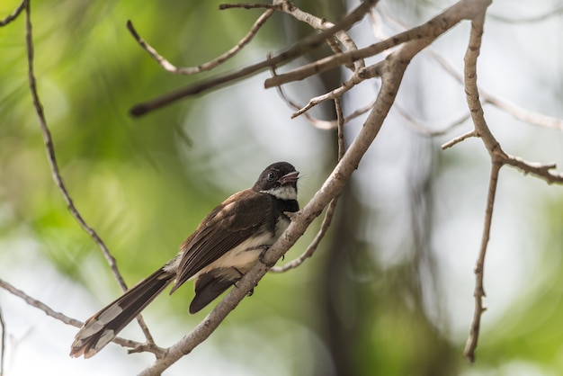 Ptak (malezyjski Pied Fantail) w naturze dzikiej