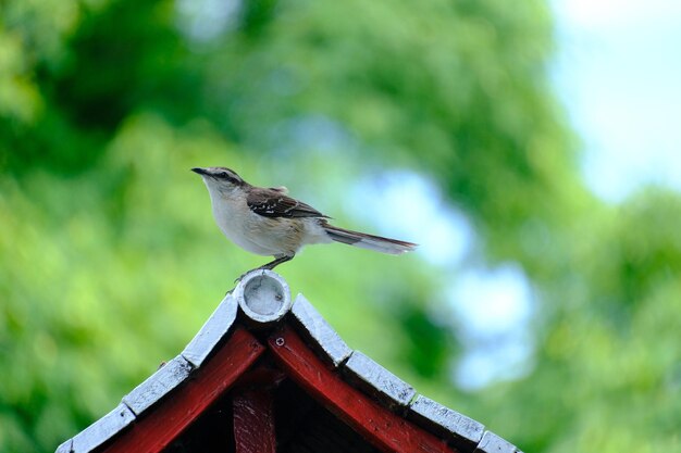 Ptak mockingbird siedzi na dachu w parku na zielonym jasnym tle