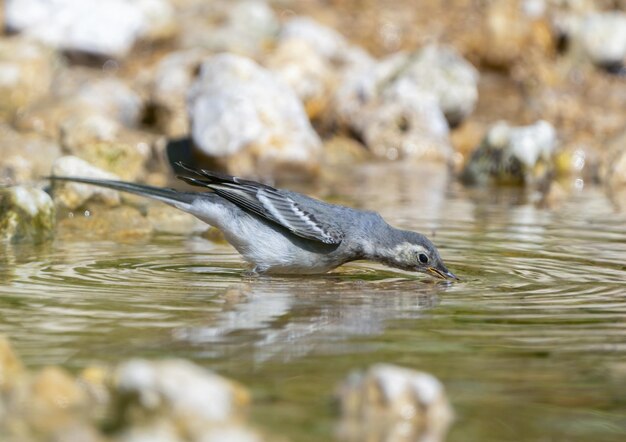 Zdjęcie ptak motacilla poleciał do źródła wody na skalistym brzegu rzeki i chciwie pije wodę.