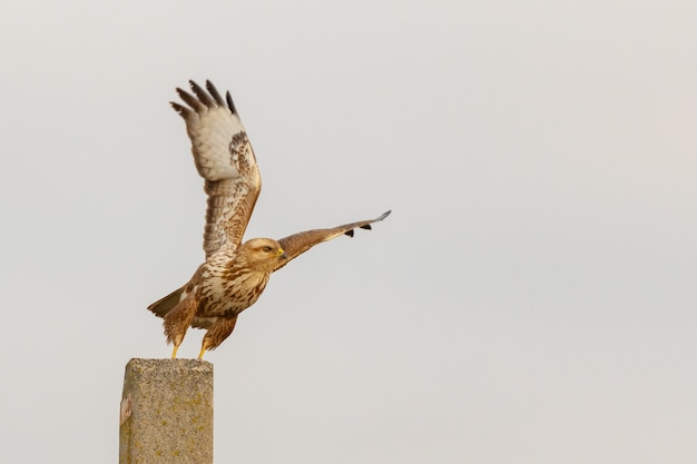 Ptak Myszołów w locie. Buteo buteo.