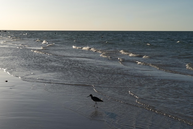 Ptak na brzegu pięknej plaży Holbox w Meksyku