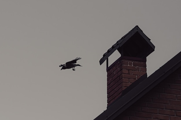 Ptak na dachu budynku mieszkalnego Sylwetka wrony Wrona siedzi na dachu