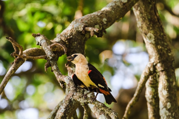 Ptak na drzewie. Hangbird. Tarangire, Tanzania