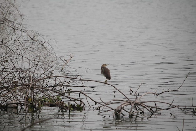 Zdjęcie ptak na jeziorze