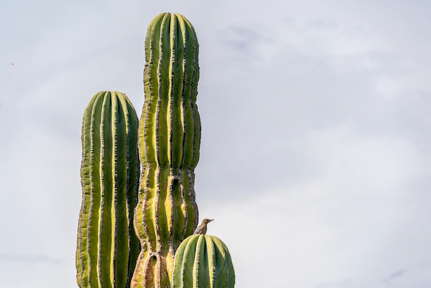 Ptak na pustynnym kaktusie Baja California