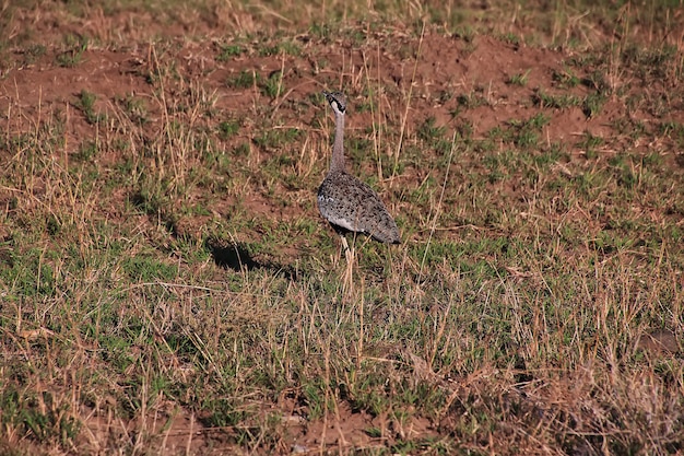 Ptak na safari w Kenii i Tanzanii w Afryce