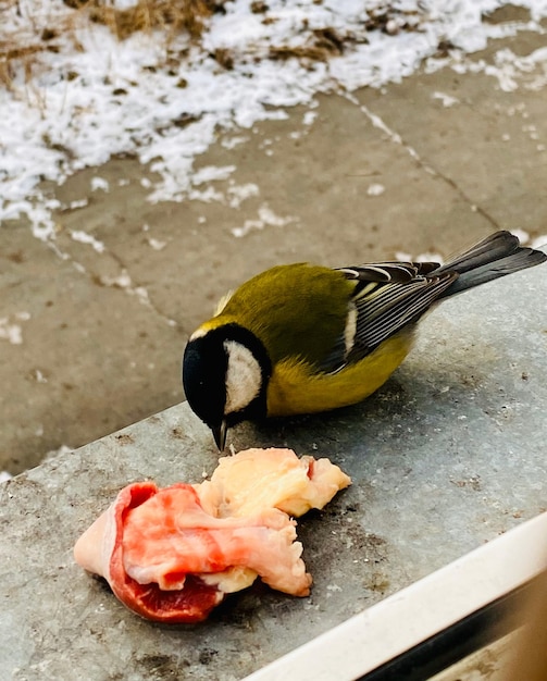 ptak na śniegu je mięso