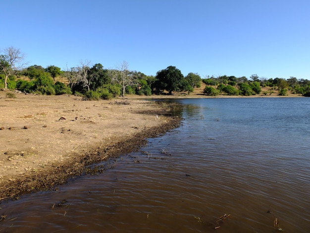 Ptak na wybrzeżu rzeki Zambezi Botswana Afryka