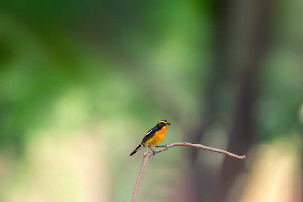 Ptak Narcissus Flycatcher Na Drzewie W Przyrodzie Dzikiej