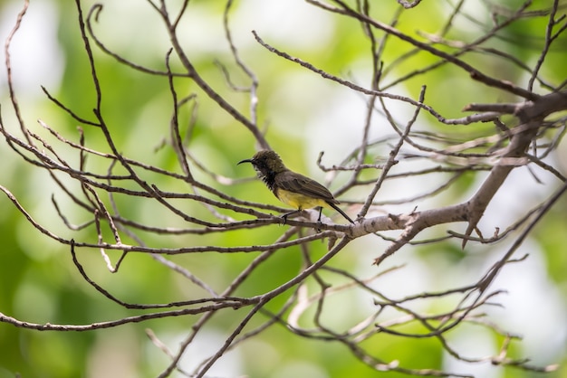 Ptak (oliwkowy sunbird, Yellow-bellied sunbird) męski żółty kolor