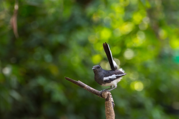 Ptak (orientalny sroka-robin lub Copsychus saularis) męski czarno-biały kolor