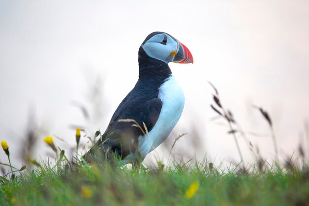 Ptak Paffin na trawie w Islandii