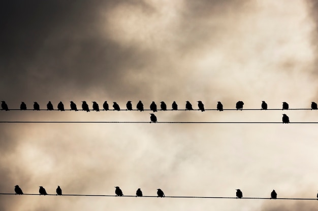 Ptak sfotografowany podczas odpoczynku na linii elektrycznej