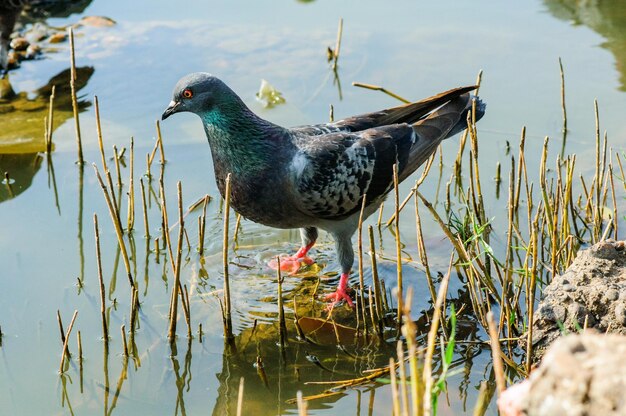 Zdjęcie ptak siedzący na brzegu jeziora