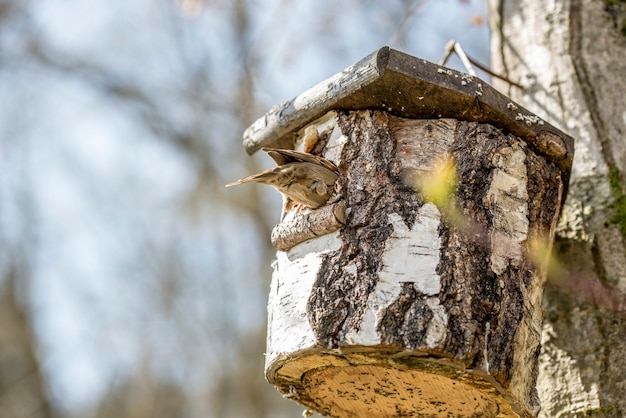 Ptak siedzący na budce lęgowej na drzewie w ogrodzie wykonanym z wydrążonego fragmentu pnia drzewa