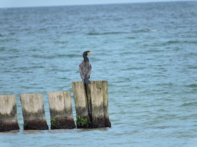 Zdjęcie ptak siedzący na drewnianym słupie w morzu
