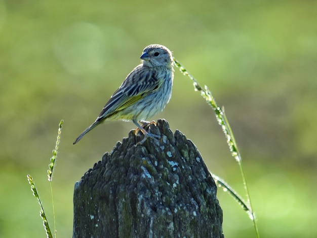 Zdjęcie ptak siedzący na drewnie