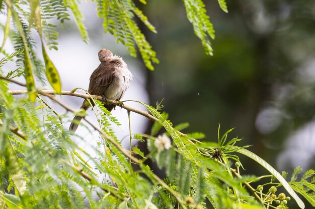 Zdjęcie ptak siedzący na drzewie