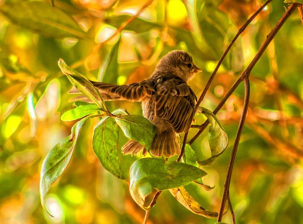 Zdjęcie ptak siedzący na gałęzi