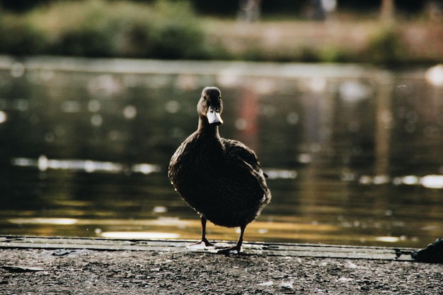 Ptak siedzący na jeziorze