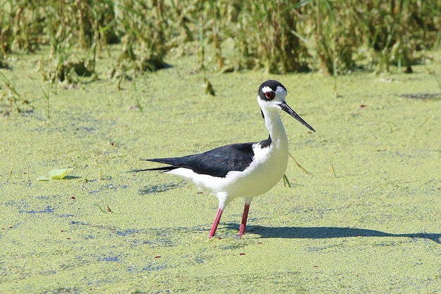 Zdjęcie ptak siedzący na lądzie